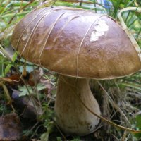 Белые  грибы :: nowelyc 