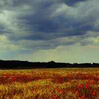 beautiful field :: Дарина Черній