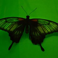 Бабочки :: Алина Леликова