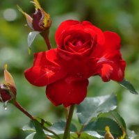Красная роза с брюликом :: OLCEN Лен