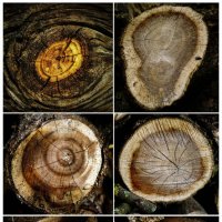 История из дерева :: Ollfun 