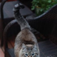 Добродушный кот :: Артем Бардюжа