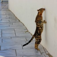 Кошки на Санторини :: Надежда Середа