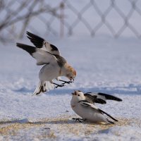 Эмоции :: Александр Велигура