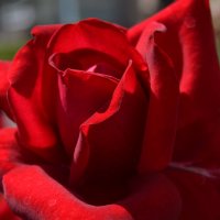 о роза роза :: евгений 