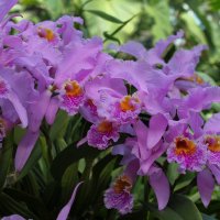 Орхидеи для вас :: Tatiana P.