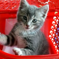 Котёнок в корзинке :: Татьяна Черняева
