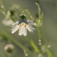 Маленький скромный цветочек :: Надежда Лаврова