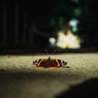 Бабочка :: Сергей Криворотов