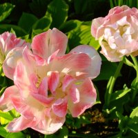 Махровые тюльпаны. :: Лия ☼