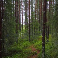лес :: Виктория Семенова