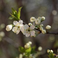 Слива цветет. :: Юлия Ваганова