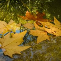 Осенние листья :: Александр Шевченко