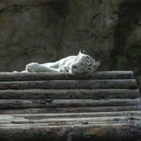 белый тигр :: Нина Прокофьева