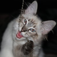 Dayzi My cat :: Dmitrijs Jarmolovics