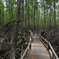 Дорожка в мангровых зарослях :: Юрий Жарский