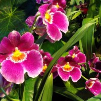 Прелестные личики орхидей. :: VasiLina *