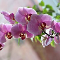 Орхидея :: Оксана Яремчук