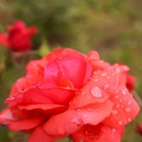 Роза после дождя :: Наталья Жеребецкая