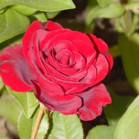 Красная роза :: Дарья Неживая