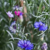 flowers :: Alina Makerova