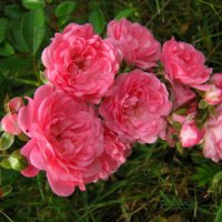 Розовые розы. :: Антонина Гугаева