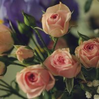 Sweet roses :: Марина Мурашова
