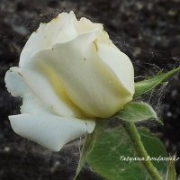 белая роза :: Татьяна Бондаренко