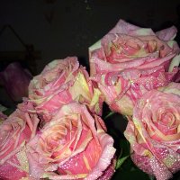 Розы :: Алла ZALLA