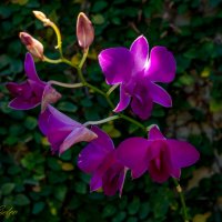 Орхидеи - тропические красавицы :: Sergey Kiselev