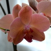 Орхидеи :: Наталия Лыкова