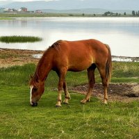 На берегу залива :: Анатолий Цыганок