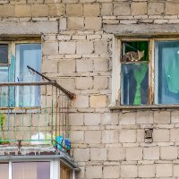Найди кота :: Sergey Kuznetcov
