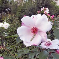 Sweet Pretty Rose,флорибунда :: Сергей Мягченков