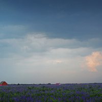 Фиолетовое поле перед грозой :: Дарья Михальчик