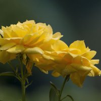 желтые розы :: Борис 