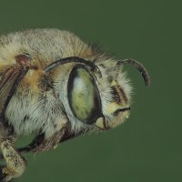 пчелка :: Богдан Погадаев
