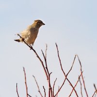 а кто там? :: Егор Козлов