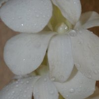 Орхидея :: Любовь Dan