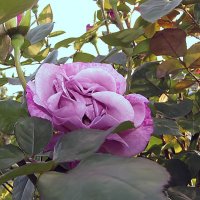 Moody Blue Rose,чайно-гибридная :: Сергей Мягченков