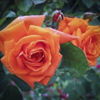 Оранжевые розы. :: Барбара 