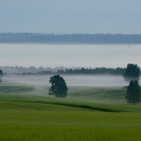 "Ёжики" в тумане :: Николай Морский 