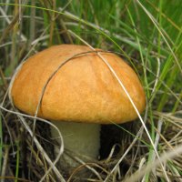 мой первый гриб-мой гриб бесценный :: Юлия Бывальцева