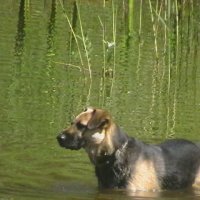 собака в озере :: екатерина 