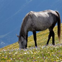 На вольных хлебах :: Виталий Юрчук