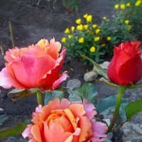 Розовые розы.. :: лидия Кашицина