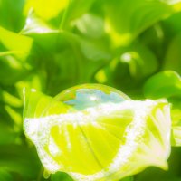 лимонный пузырь :: Nastya Tretyakova