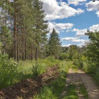 Противопожарная борозда :: Любовь Потеряхина