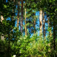 Тропинка в лесу :: Елена Ильичева