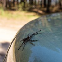 Сибирский паук. :: Алексей Сараев